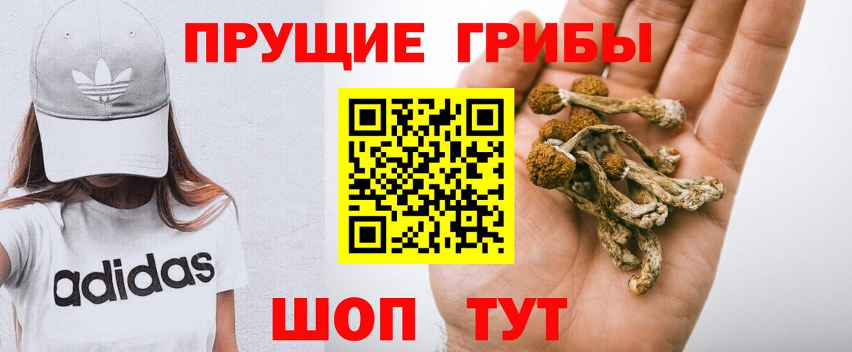 Галлюциногенные грибы Psilocybine cubensis Славгород
